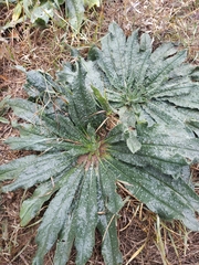 Echium vulgare