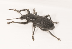 Prostomus scutellaris