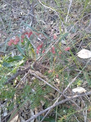 Lasiopetalum rufum