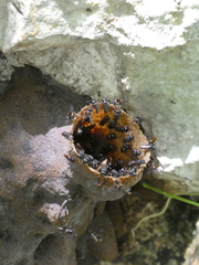 Lestrimelitta niitkib