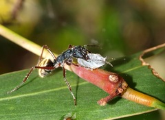 Camponotus suffusus bendigensis