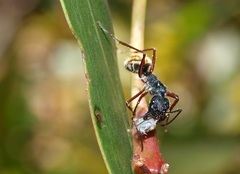 Camponotus suffusus bendigensis