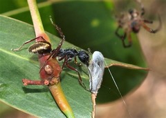 Camponotus suffusus bendigensis