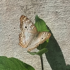 Anartia jatrophae