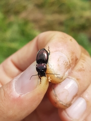 Pterostichus burmeisteri