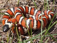 Lampropeltis zonata