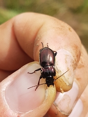 Pterostichus burmeisteri