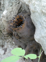 Lestrimelitta niitkib