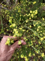 Pimelea flava flava