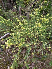 Pimelea flava flava