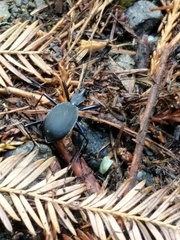 Scaphinotus angusticollis