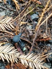 Scaphinotus angusticollis