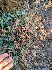 Limonium malacitanum