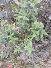 Teucrium corymbosum