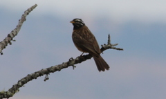 Emberiza tahapisi