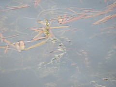 Sagittaria natans