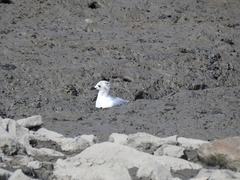 Saundersilarus saundersi