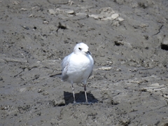 Saundersilarus saundersi