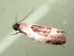 Morophaga bucephala