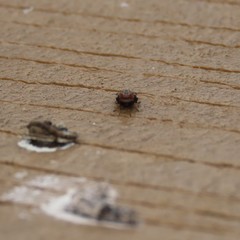 Pseudotephritis vau