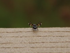Pseudotephritis vau