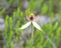 Caladenia macrostylis