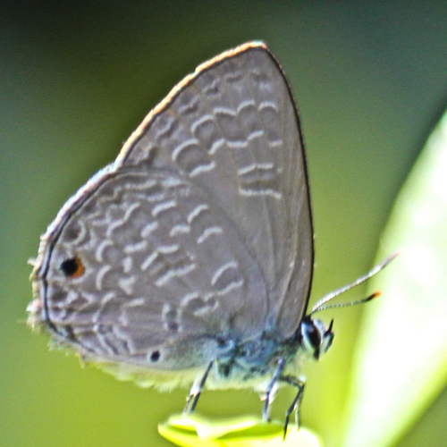 Common Ciliate Blue photo 5
