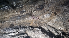 Phyllodactylus nocticolus