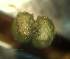 Conopodium subcarneum