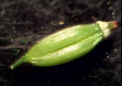 Conopodium subcarneum