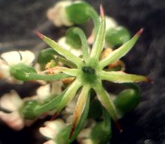 Conopodium subcarneum