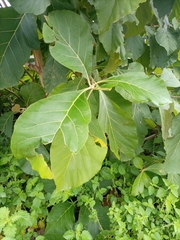 Magnoliopsida