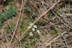 Conopodium subcarneum