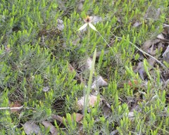 Caladenia macrostylis