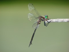 Somatochlora tenebrosa