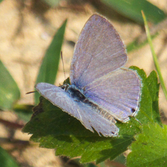Catochrysops