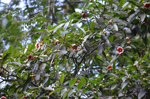 Clusia lanceolata (Clusia lanceolata)