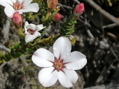 Adenandra uniflora