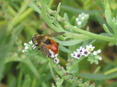Polydontomyia curvipes