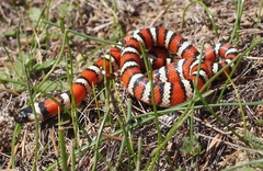 Lampropeltis zonata