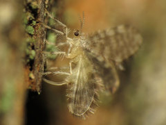 Nallachius americanus