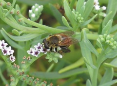 Polydontomyia curvipes