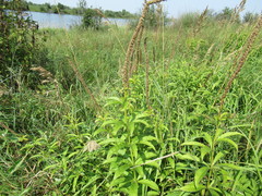 Veronicastrum sibiricum