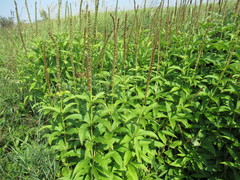 Veronicastrum sibiricum