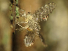 Nallachius americanus