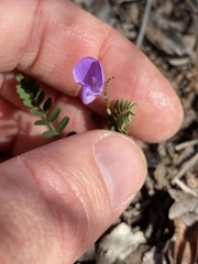Swainsona brachycarpa