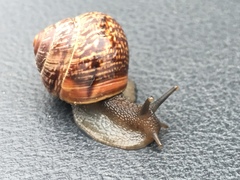 Arianta arbustorum