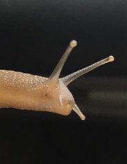 Arianta arbustorum