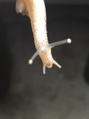 Arianta arbustorum