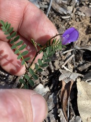 Swainsona brachycarpa